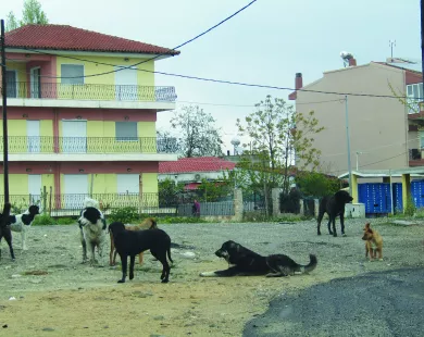 3.149 αδέσποτα σκυλιά  στον Δήμο Κομοτηνής  - 45% στειρωμένα