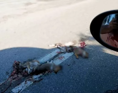 Στρύμη: Νεκρά κουτάβια στον κεντρικό δρόμο…
