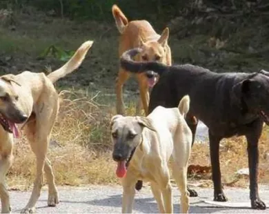 Κομοτηνή: Επιστολή  διαμαρτυρίας για αδέσποτα