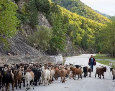 ΥΠΑΑΤ: Επιπλέον 50 εκατ. ευρώ  σε κτηνοτρόφους & Περιφέρειες 