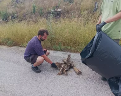 Μπούφος έπεσε θύμα ηλεκτροπληξίας στη Δαδιά