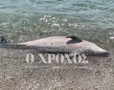 Δελφίνι ξεβράστηκε νεκρό στην παραλία Αρωγής