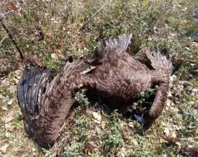 Μαζική θανάτωση Μαυρόγυπων στο Δάσος Δαδιάς - Πλήγμα για ένα από τα σπανιότερα αρπακτικά της Ευρώπης