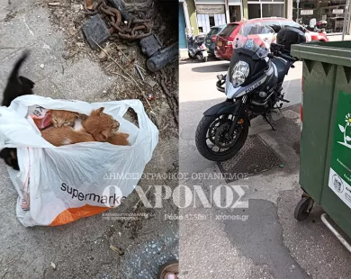 Κομοτηνή: Ασυνείδητος εγκατέλειψε γατάκια τυλιγμένα σε πλαστική σακούλα σε κάδο σκουπιδιών!