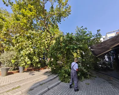 Τεράστιο κομμάτι δέντρου έπεσε πάνω σε κατάστημα της πλατείας Ειρήνης