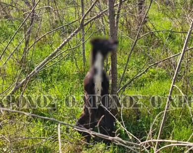 Σοκ στην Κομοτηνή: Σκυλί βρέθηκε κρεμασμένο σε δέντρο – ΣΚΛΗΡΕΣ ΕΙΚΟΝΕΣ