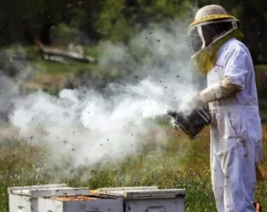 Απαγορεύεται η χρήση καπνίσματος στα μελίσσια την Πέμπτη