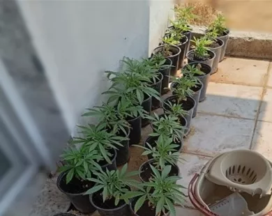 Ξάνθη: Καλλιεργούσε στο σπίτι του ολόκληρο… φυτώριο κάνναβης