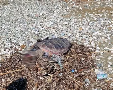 Νεκρή θαλάσσια χελώνα στην ακτή Αλκυώνας