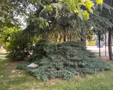 Κλαδί μεγάλου μεγέθους έπεσε στο πάρκο Αγίας Παρασκευής