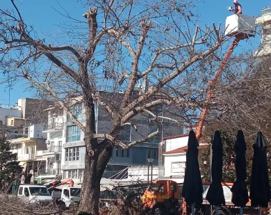 Εργασίες κοπής κλαδιών στην πλατεία Ειρήνης