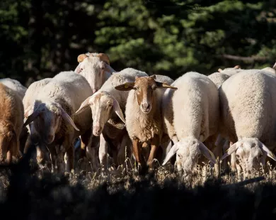ΟΠΕΚΕΠΕ – Δικογραφία για Βόρεια Ελλάδα: Επαιρναν επιδοτήσεις με μισθωτήρια από νεκρούς