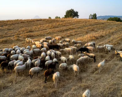 ΥΠΑΑΤ: Διευκρινίσεις  σχετικά με τα μέτρα περιορισμού  των μετακινήσεων αιγοπροβάτων
