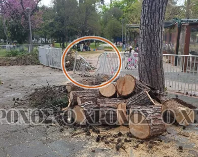 Πάρκο Αγίας Παρασκευής: Πτώση δέντρου στην παιδική χαρά