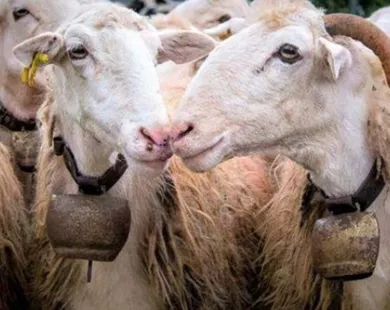 Ξεκληρίζονται  και τα τελευταία κοπάδια  στη Ροδόπη από την ευλογιά