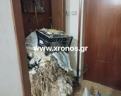 Βίντεο: Βαμβάκια και άχυρα στο γραφείο Στυλιανίδη έριξαν αγρότες και κτηνοτρόφοι