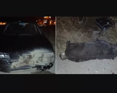 Τροχαίο με αγριογούρουνα στην Άνθεια Αλεξανδρούπολης - Τέσσερα αυτοκίνητα με ζημιές