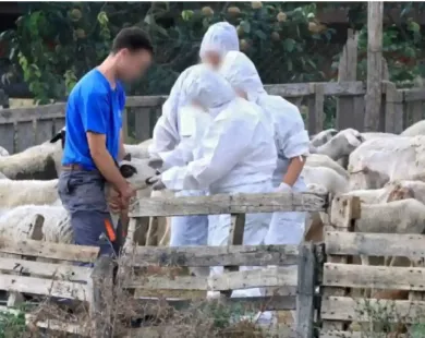 Ευλογιά αιγοπροβάτων: Νέες πληρωμές στην ΑΜΘ - 4εκατ.€