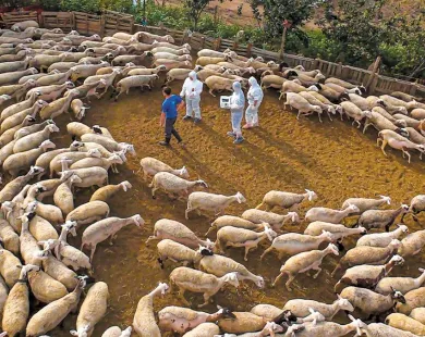 Θράκη: Ανακοινώθηκε αποζημίωση κτηνοτρόφων για την ευλογιά - 14€ το ζώο