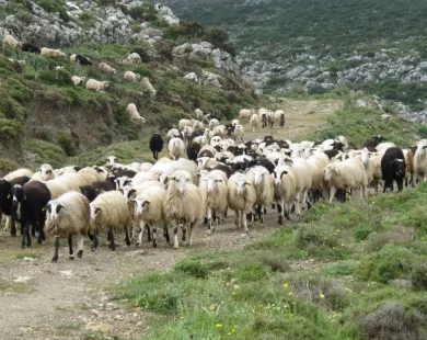Ποσά: Οι αποζημιώσεις που θα λάβουν οι πληγέντες κτηνοτρόφοι