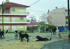 3.149 αδέσποτα σκυλιά  στον Δήμο Κομοτηνής  - 45% στειρωμένα