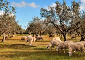 Ευλογιά αιγοπροβάτων: Στο «τραπέζι» κτηνοτροφικό lockdown και εμβολιασμός