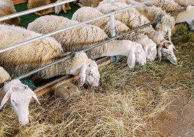 Σε νέα έξαρση η ευλογιά αιγοπροβάτων  σε Ροδόπη και Ξάνθη - Εκατοντάδες  αιγοπρόβατα οδηγούνται στη σφαγή