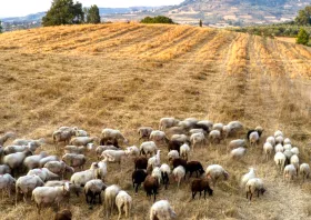 Οζγκιούρ Φερχάρ: Η κτηνοτροφία στη Θράκη καταρρέει