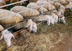 Πρώτο βήμα για δημιουργία  «κτηνοτροφικού πάρκου» στη Ροδόπη