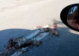 Στρύμη: Νεκρά κουτάβια στον κεντρικό δρόμο…
