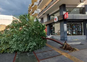Κομοτηνή: Πτώση δέντρου στο κέντρο της πόλης 
