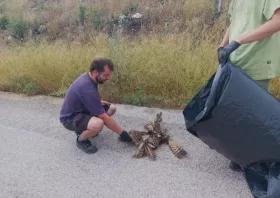 Μπούφος έπεσε θύμα ηλεκτροπληξίας στη Δαδιά