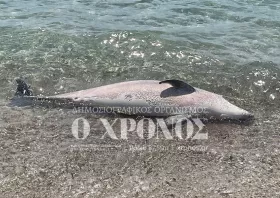 Δελφίνι ξεβράστηκε νεκρό στην παραλία Αρωγής