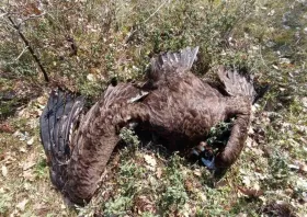 Μαζική θανάτωση Μαυρόγυπων στο Δάσος Δαδιάς - Πλήγμα για ένα από τα σπανιότερα αρπακτικά της Ευρώπης