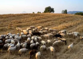 ΥΠΑΑΤ: Νέες αποζημιώσεις 2,5εκατ.€ σε κτηνοτρόφους της Ροδόπης