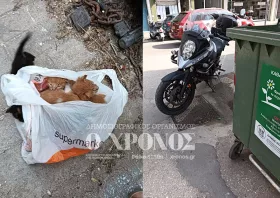 Κομοτηνή: Ασυνείδητος εγκατέλειψε γατάκια τυλιγμένα σε πλαστική σακούλα σε κάδο σκουπιδιών!
