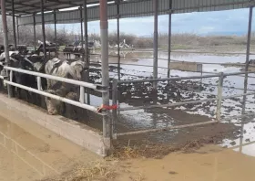 Πλημμύρισε μαντρί στη Νέα Καλλίστη μετά τις έντονες βροχοπτώσεις