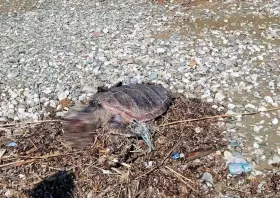 Νεκρή θαλάσσια χελώνα στην ακτή Αλκυώνας