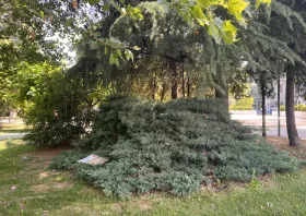 Κλαδί μεγάλου μεγέθους έπεσε στο πάρκο Αγίας Παρασκευής