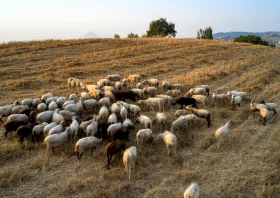 ΥΠΑΑΤ: Διευκρινίσεις  σχετικά με τα μέτρα περιορισμού  των μετακινήσεων αιγοπροβάτων
