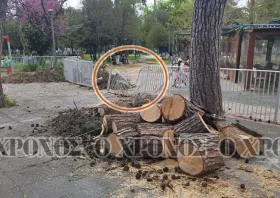 Πάρκο Αγίας Παρασκευής: Πτώση δέντρου στην παιδική χαρά