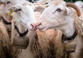 Ξεκληρίζονται  και τα τελευταία κοπάδια  στη Ροδόπη από την ευλογιά