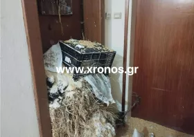 Βίντεο: Βαμβάκια και άχυρα στο γραφείο Στυλιανίδη έριξαν αγρότες και κτηνοτρόφοι