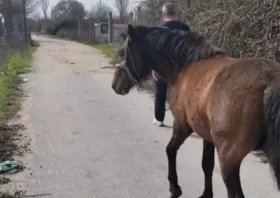 Άλογο κυκλοφορούσε ελεύθερο κοντά στον υποσταθμό της ΔΕΗ στην Κομοτηνή – ΒΙΝΤΕΟ
