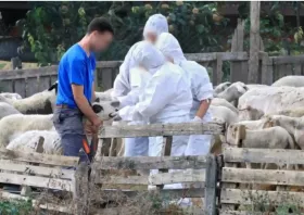 Ευλογιά αιγοπροβάτων: Νέες πληρωμές στην ΑΜΘ - 4εκατ.€