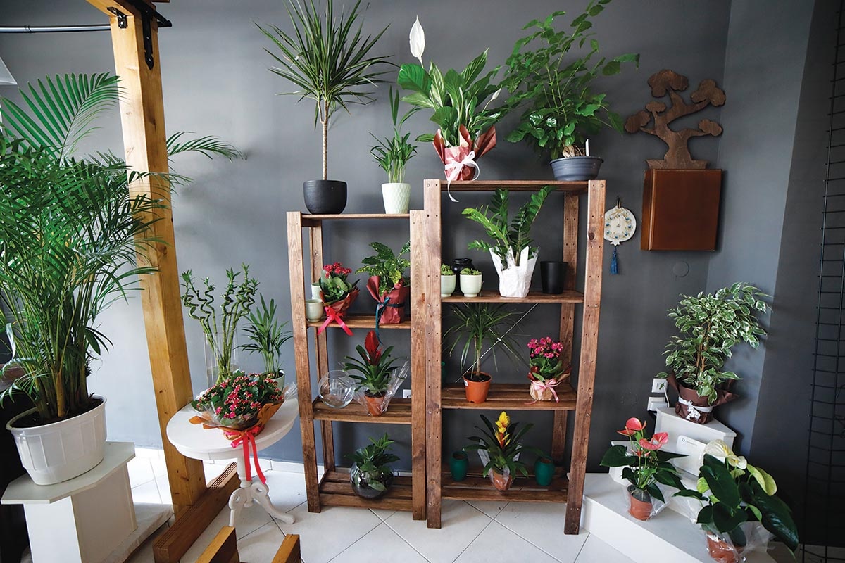 Bonsai Mekkos Flowers λουλούδια από τον τόπο σου xronos.gr